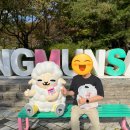 씨유 은행광장 | 양평 용문산 용문사 방문기 | 주차 정보 천연기념물 은행나무