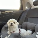 댕댕아리 | 향남발안 애견호텔 아리댕댕 향남점 1박 호텔링 후기 !