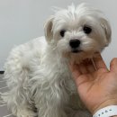 펫글뷰티 이미지