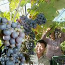 김영춘농장 이미지