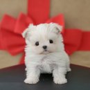 오독 강아지 안심분양센터 부산점 | 부산강아지분양 매일 함께