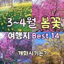 3~4월 봄꽃 여행지 14곳 소개 이미지