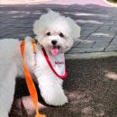 털로덮인친구들 애견유치원&애견호텔 수원시청역점 이미지