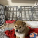 로얄덴케어 | 3개월 시바견 강아지 사료 추천 나우 퍼피