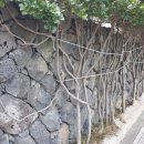 버스정류소_표선파출소 이미지