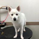 단짝 펫살롱 이미지