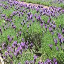 라벤다 이미지