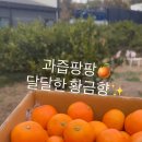 서호리감귤밭