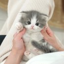 울산 고양이분양 미유펫 | 포항고양이분양 미유펫에서 분양한 후기