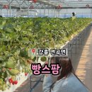 후리지아 미니꽃 케이크 만들기 | 강릉 가볼 만한 곳 딸기 따기 체험 케이크 만들기 '빵스팜'