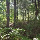 돌고래펜션야영장 이미지