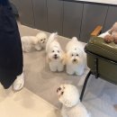 엔젤라독