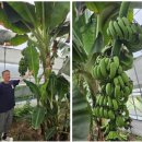 학포자연농장 | 6시내고향 강원 양양 바나나농장 토담골농장(+위치 택배주문방법)