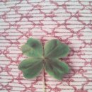 클로버한의원 이미지