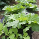 청아농장 이미지