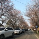 고남2리 여자경로당 | 서산 벚꽃명소 고남저수지 벚꽃 실시간 개화상황 (4/6기준)