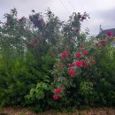 장미회관 이미지