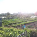 오륜농장 이미지