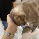 냥린이네 이미지