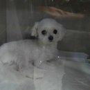 분당파크뷰 동물병원 이미지