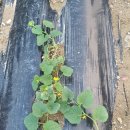 세정농원 이미지