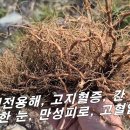 [쑥, 애엽] 양기부족, 관절염, 지방간, 간 세포 부활, 침친한 눈 / 이렇게 섞어 담으시면 효과 최고~! 이미지