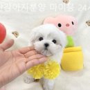 부산강아지분양 마이뭉 24시 이미지