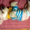 카라말티즈 이미지