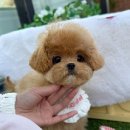 퍼피베베 (Puppybebe)