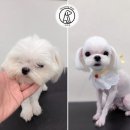 또리네 멍멍이 미용실 이미지