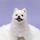 댕그리몽 네이버블로그