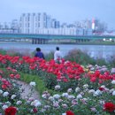 형산강 장미원 이미지