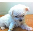 애경 동물병원 이미지