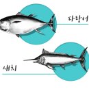 원참치 이미지
