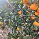 애월농장 이미지