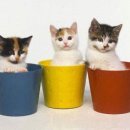 아이러브 캣 이미지