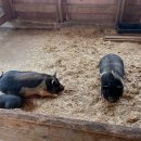 홀스타인 빌리지 | 고창 상하농원 파머스빌리지 | 5월 26~27일 1박 후기 , 방문 시 참고하면 좋을 Tip!