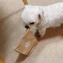 더펫샵(압량점) | 무방부제 애견간식 추천![ 경산애견간식 멍파티 ]