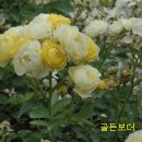 푼다리카 이미지