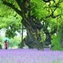 이천역삼거리(시내방면) | 경북여행 명소 '성주군'의 안식처 : 성주 성밖숲