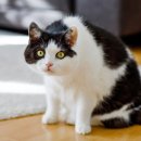 AVC 동물메디컬센터 이미지