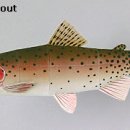 Cutthroat Trout 이미지