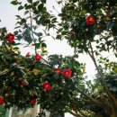 아라민박 이미지