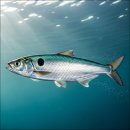 구산면614 이미지