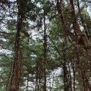 우면산둘레길 이미지