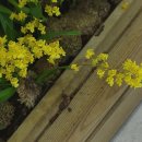 환타지아 이미지