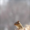 겨울잠 이미지