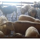 GOAT농장 Daum카페