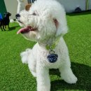 포멀독 반려견센터 이미지