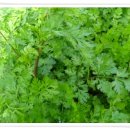 보아농장 이미지